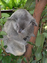Koala and baby