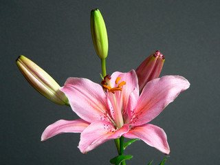 Lilienblüte © Kica Henk