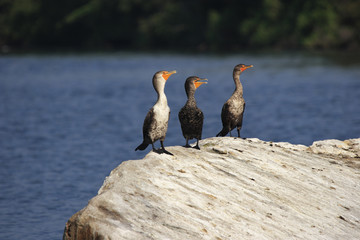 Three Cormorant posing on a boulder