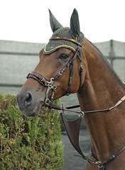 Caballo
