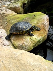 turtle on the bank