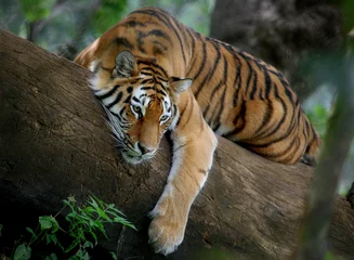 Fototapeten Tiger auf Baum © Ivan Tonev