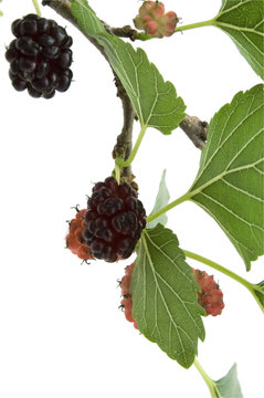mulberry branch on white