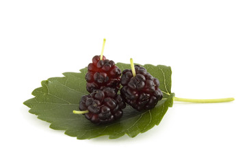 three mulberry berries on leaf isolated