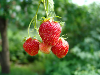 strawberry