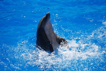 Obraz premium cetace