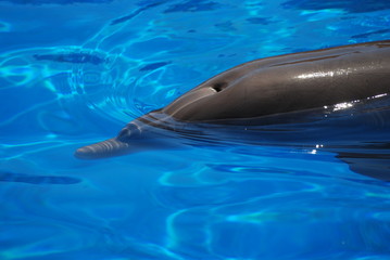 Obraz premium dauphin