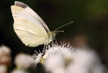 Sulpher Butterfly