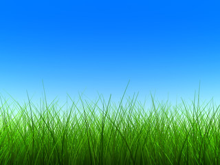 Fototapeta na wymiar green grass thin 