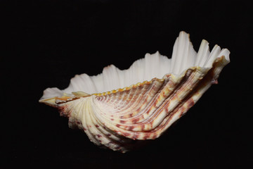 sea shell