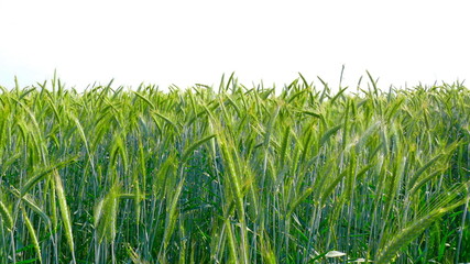 Weizenfeld