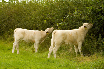 Fototapeta premium Two young Charolais Calves