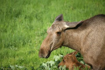 Fototapeta premium Elche