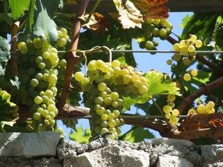 Grapes, growing grapevines
