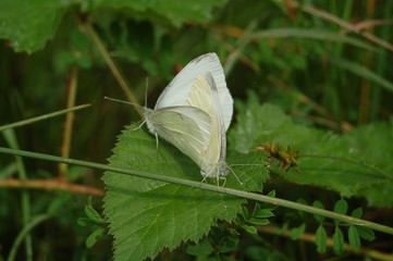 papillon amour