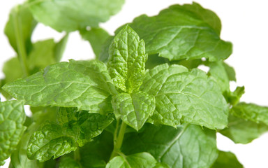 fresh growng mint, white background