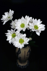 White flowers in flowerpot