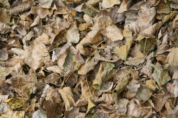 leaves