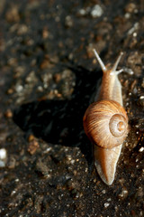 snail on asphalt, focus on the shell