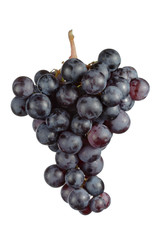 An isolated cluster of blue grape