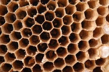 Wasps nest