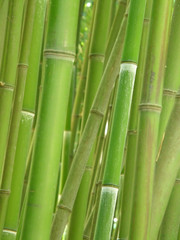 Fototapeta premium bambusowy gaj.