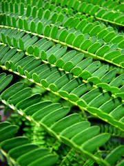 Obraz premium Leaf Structures