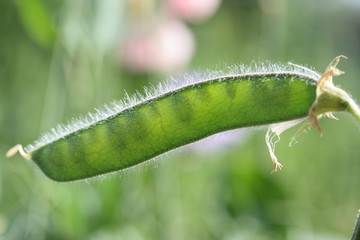 sweet pea seed pod