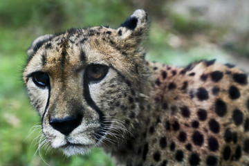 cheetah