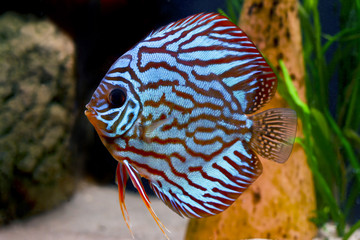 colorful tropical discus fish - 4301056