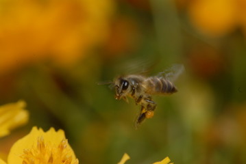 Bee and flowers in the gardens 