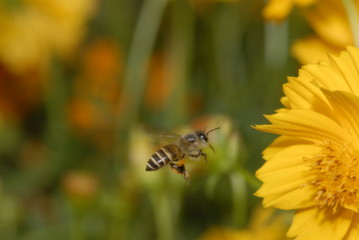 Bee and flowers in the gardens 