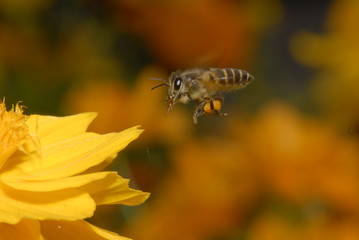 Bee and flowers in the gardens 