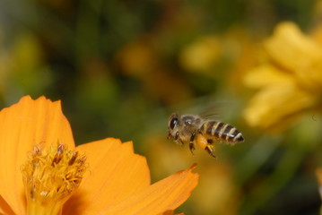 Bee and flowers in the gardens 