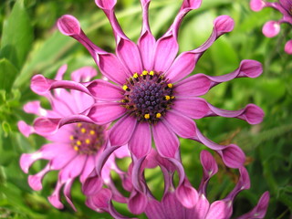 Lilac flowers