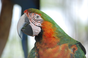 oiseau couleur