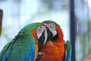 oiseau duo