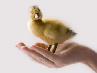 Little Duck on the hand looking