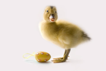 Little Duckling with an easter egg looking