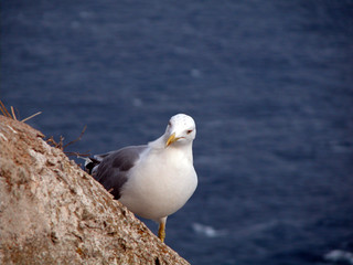 Seagull