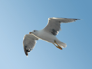 Seagull in flight