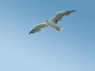 Seagull in flight