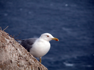 Seagull