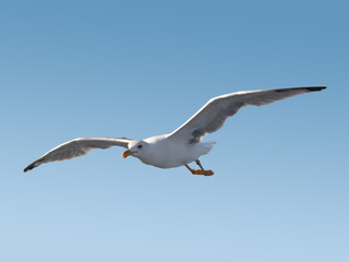 Seagull in flight
