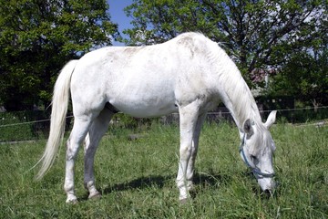 Naklejka na ściany i meble white horse grazing