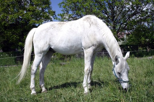 white horse grazing