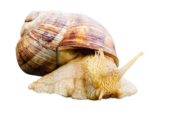 Snail Isolated