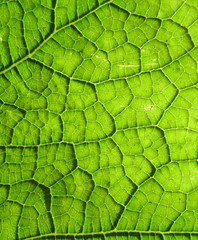 Underside Of A Green Leaf 20