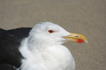 Seagull