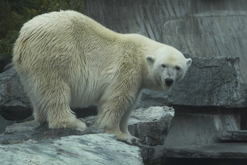 Eisbär